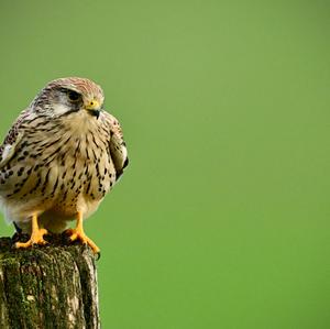 Common Kestrel