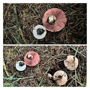 Red-staining Mushroom