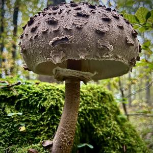 Parasol Mushroom