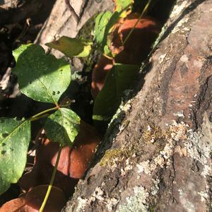 Shiitake Mushroom