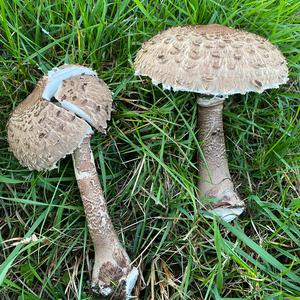 Parasol Mushroom