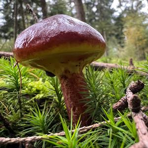 Larch Suillus