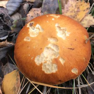 Golden False Pholiota