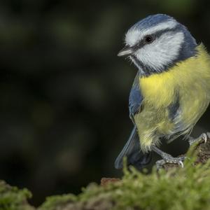 Blue Tit