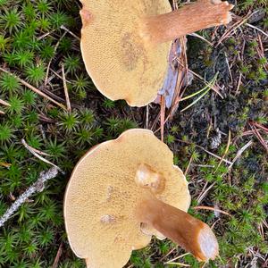 Jersey Cow Bolete