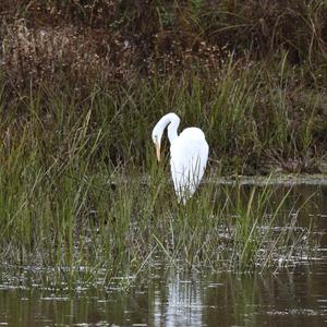 Great Egret