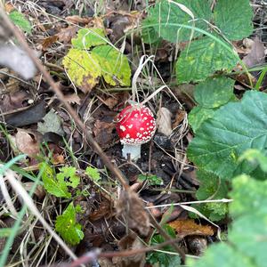 Fly Agaric