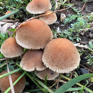 Velvety Psathyrella