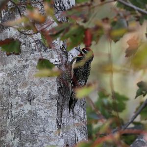 Yellow-bellied Sapsucker