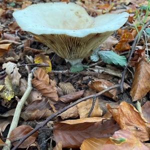 Funnel Clitocybe