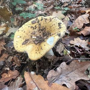 Yellow-ochre Russula