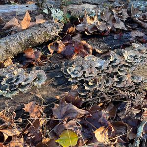 Turkey-tail