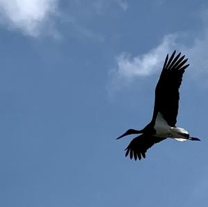 Black Stork