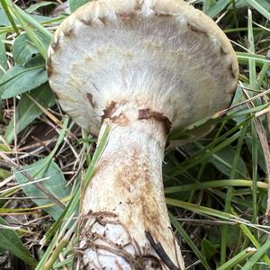 Grey Larch Bolete