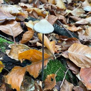 Garlic Marasmius