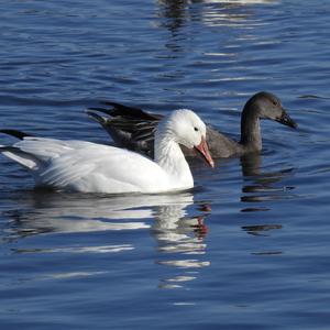 Snow Goose