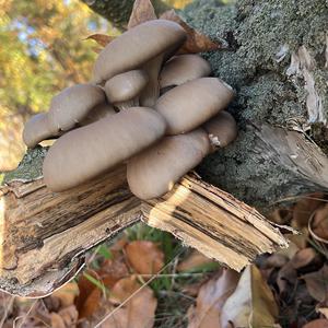 Oyster Mushroom