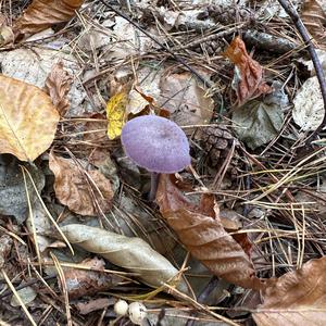 Amethyst Deceiver