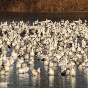 Snow Goose