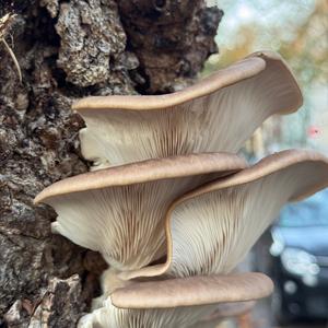 Oyster Mushroom