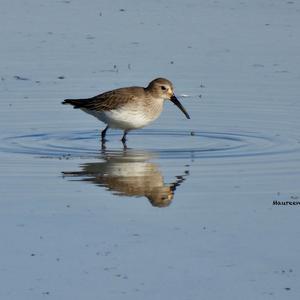 Dunlin