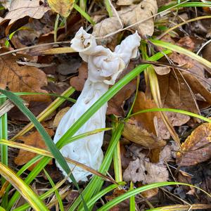 Fluted White Helvella