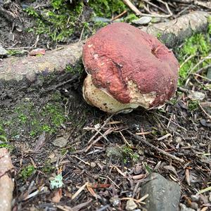 King Bolete