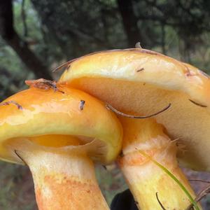 Larch Suillus