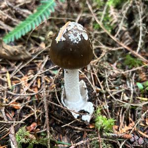 Death Cap