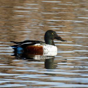 Northern Shoveler