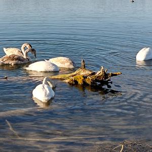 Höckerschwan