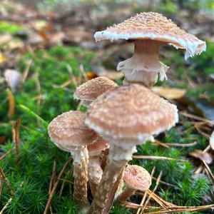 Scaly Pholiota