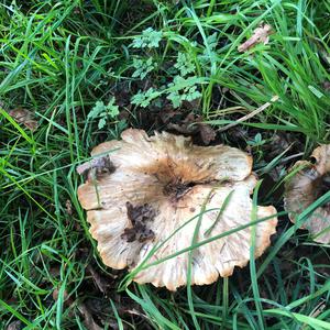 Fat-footed Clitocybe