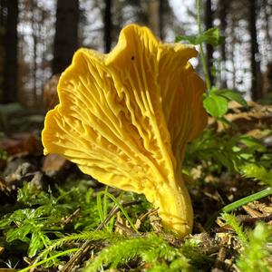 Chanterelle, Common