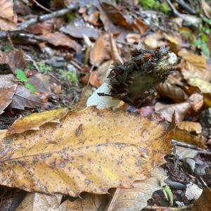 Stinkhorn, Common