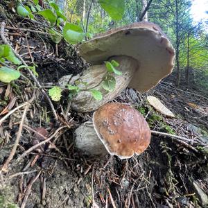 King Bolete