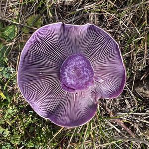 Wood Blewit