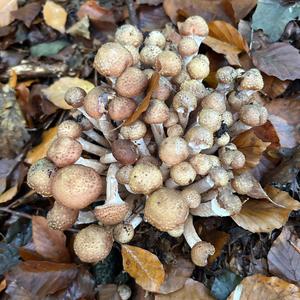 Scaly Pholiota