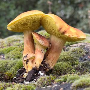 Jersey Cow Bolete