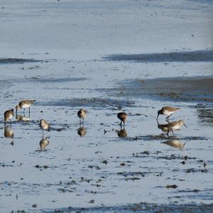 Dunlin