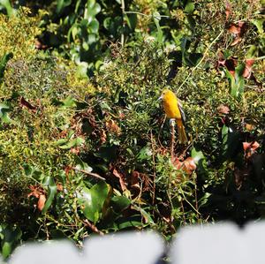 Prothonotary Warbler