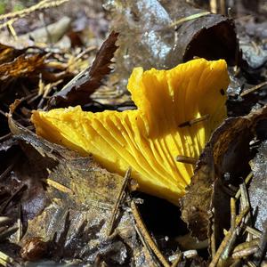 Chanterelle, Common