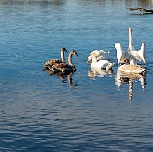 Höckerschwan