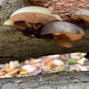 Late Fall Oyster