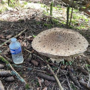 Parasol Mushroom