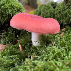 Tall Russula