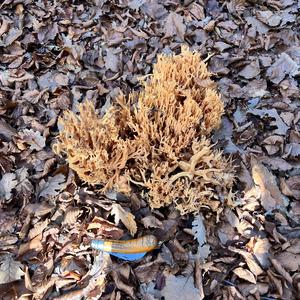 Straight-branched Coral