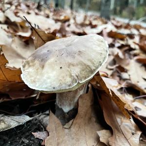 King Bolete