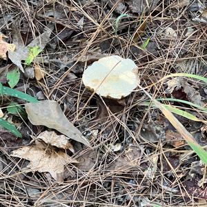 Agaricus impudicus