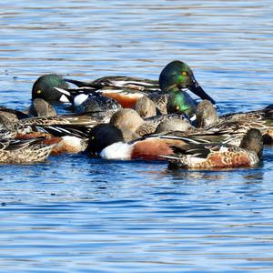 Northern Shoveler